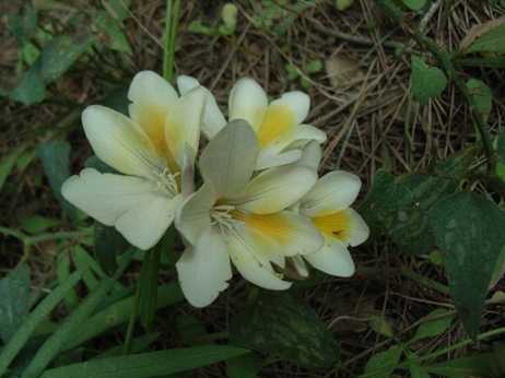 Freesia alba